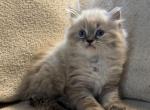 Simon - Himalayan Kitten For Sale - Peoria&comma; IL&comma; US