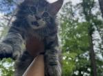 Devchulya - Maine Coon Kitten For Sale - ATL&comma; GA&comma; US