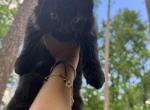 Chernika - Maine Coon Kitten For Sale - ATL&comma; GA&comma; US