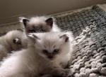 Himalayan kittens - Himalayan Kitten For Sale - Laguna Woods&comma; CA&comma; US