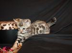 Chloe - Bengal Kitten For Sale - Valparaiso&comma; IN&comma; US
