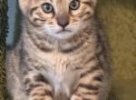 Gina - Bengal Kitten For Sale - Crown Point&comma; IN&comma; US