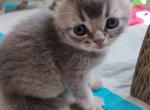 Scottish Folds - Scottish Fold Kitten For Sale - 