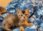 Abyssinian kittens - Abyssinian Kitten For Sale - 