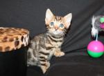Kiki - Bengal Kitten For Sale - Valparaiso&comma; IN&comma; US