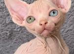Amira - Sphynx Cat For Sale - 