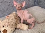 Baby Love - Sphynx Kitten For Sale - 