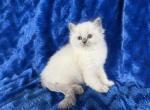 ZT treasure - Ragdoll Kitten For Sale - Goodrich&comma; MI&comma; US