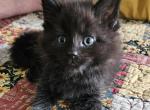 Velvet - Maine Coon Kitten For Sale - 
