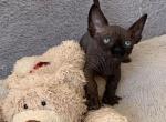 Male and Female Bambino - Bambino Kitten For Sale - 
