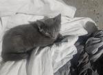 Baby Cat - Chartreux Kitten For Sale - Riverdale&comma; IL&comma; US