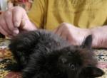 Hershey - Maine Coon Kitten For Sale - Van Horne&comma; IA&comma; US