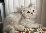 Ollie - British Shorthair Kitten For Sale - 
