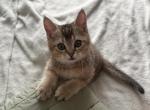 Simba - Scottish Straight Kitten For Sale - Suffield&comma; CT&comma; US