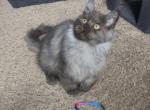 Smoke - Maine Coon Kitten For Sale - Johns Creek&comma; GA&comma; US