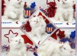 Skyler CFA Health Tested - Persian Kitten For Sale - FL&comma; US