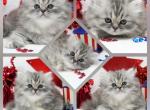 Cinder CFA Health Tested - Persian Kitten For Sale - FL&comma; US