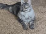 Pete - Maine Coon Kitten For Sale - Johns Creek&comma; GA&comma; US