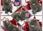 Everlie CFA Health Tested - Persian Kitten For Sale - FL&comma; US