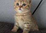 Luna - Scottish Straight Kitten For Sale - FL&comma; US