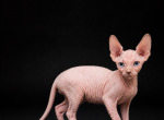 Sphynx Girl Astra TICA breeding rights - Sphynx Kitten For Sale - Lockport&comma; IL&comma; US