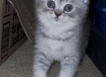 Dewey - British Shorthair Kitten For Sale - OR&comma; US