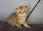 Robin - Scottish Fold Kitten For Sale - FL&comma; US