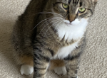 Princess - Domestic Cat For Adoption - Royal Oak&comma; MI&comma; US