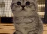 Malcolm - British Shorthair Kitten For Sale - OR&comma; US