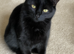 JASMINE - Domestic Cat For Adoption - Royal Oak&comma; MI&comma; US