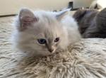 Siberian hypoallergenic - Siberian Kitten For Sale - Newbury&comma; MA&comma; US