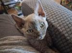 Bluey - Devon Rex Kitten For Sale - Stanford&comma; MT&comma; US
