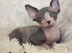 Sphynx Boy Reon TICA CFA breeding rights - Sphynx Kitten For Sale - Lockport&comma; IL&comma; US