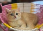 KiKu - British Shorthair Kitten For Sale - Elverson&comma; PA&comma; US