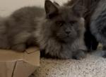 Blue Smoke - Maine Coon Kitten For Sale - Johns Creek&comma; GA&comma; US