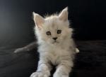 Dobrynya - Maine Coon Kitten For Sale - NY&comma; US