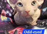Sphynx Dwelf Girl Baby Angel Odd Eyed - Sphynx Kitten For Sale - Lockport&comma; IL&comma; US