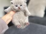 British shorthair kittens - British Shorthair Kitten For Sale - Woodland Park&comma; CO&comma; US