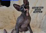 DBE Odd Eyed Sphynx kittens - Sphynx Kitten For Sale - Lockport&comma; IL&comma; US