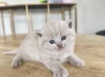 Lilac - British Shorthair Kitten For Sale - Woodland Park&comma; CO&comma; US