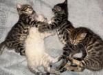 Bengal Kittens - Bengal Kitten For Sale - Chicago&comma; IL&comma; US