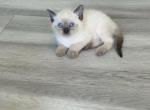 The Cuddle Cloud Litter - Siamese Kitten For Sale - 