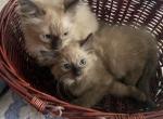 Ragdoll babies - Ragdoll Kitten For Sale - Walnut Creek&comma; CA&comma; US