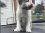 Beautiful kitten - American Shorthair Kitten For Sale - Dearborn Heights&comma; MI&comma; US