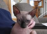 Matteo - Sphynx Kitten For Sale - Rockford&comma; IL&comma; US