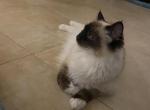 Luna - Balinese Cat For Sale - 