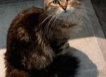 Gerty and Jonsey Siberian Kittens - Siberian Kitten For Sale - Milan&comma; MI&comma; US