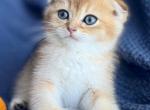 Scottish Fold Golden Male - Scottish Fold Kitten For Sale - Orlando&comma; FL&comma; US