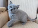 British Shorthair Lilac Male - British Shorthair Kitten For Sale - Orlando&comma; FL&comma; US