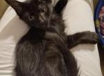 Raven - Maine Coon Kitten For Sale - Germantown&comma; MD&comma; US